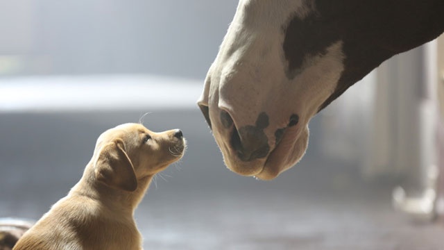 Best Super Bowl Commercial:  Budweiser Puppy