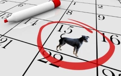 2020 Pet Holiday Calendar