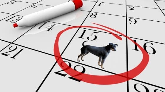 2020 Pet Holiday Calendar