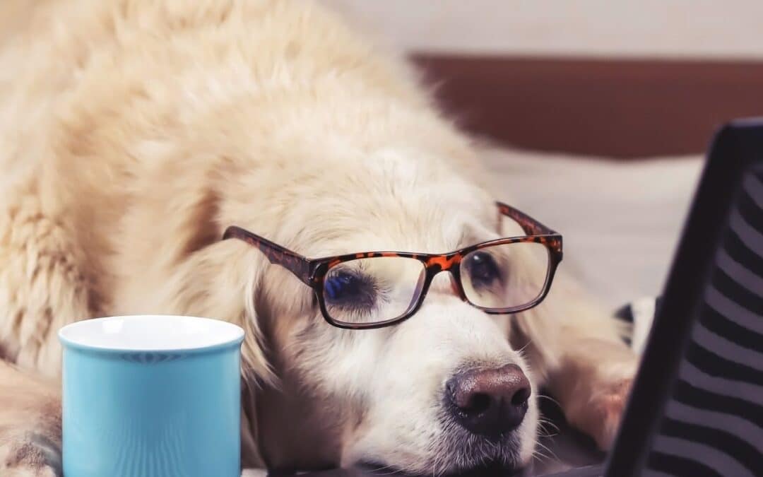 Top Pet Business Blog Ideas to Engage, Connect, Grow